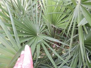 44b Cycas du Japon 2